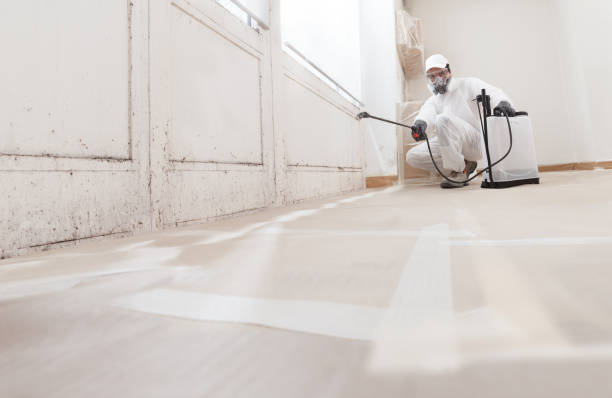 Black mold remediation team in Chambersburg